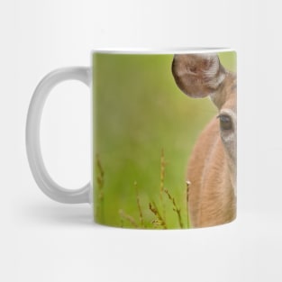 White-tailed Deer Mug